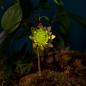 Preview: Blumenstecker "Sonnenblume"